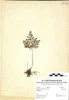 藏品(薄葉碎米蕨)的圖片